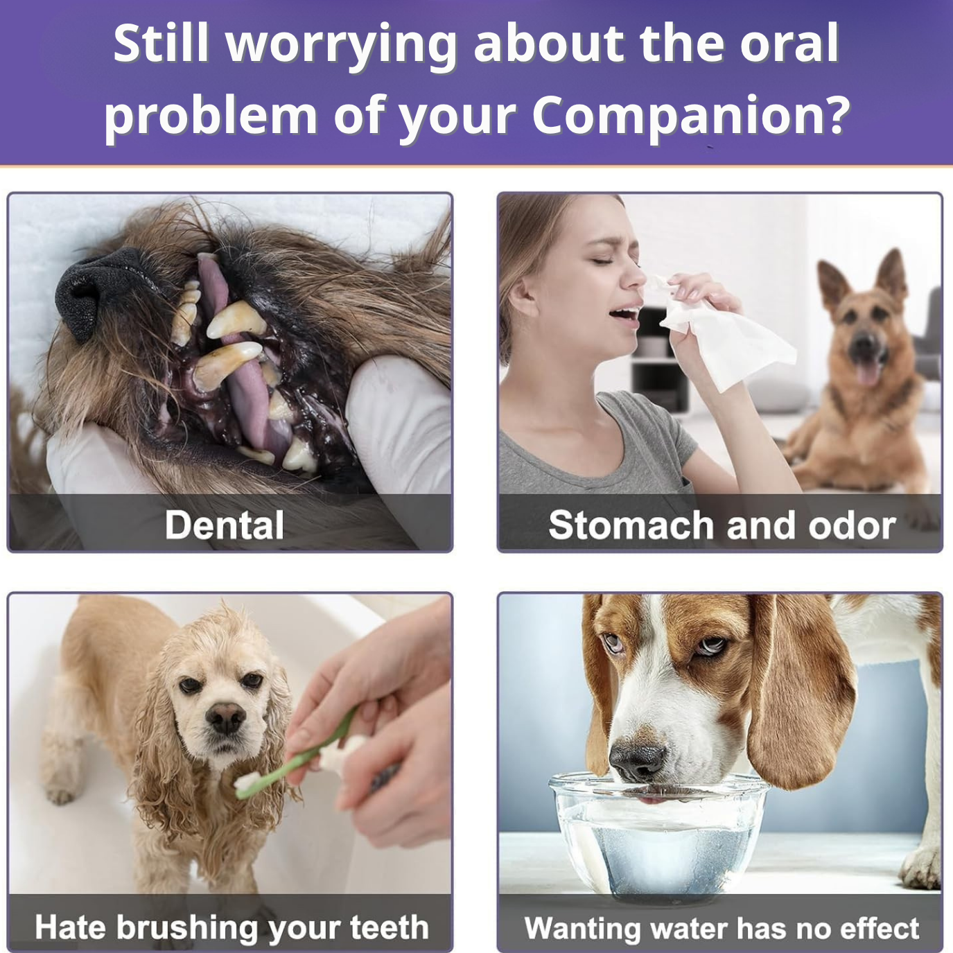 Plaqueasy Dental Powder
